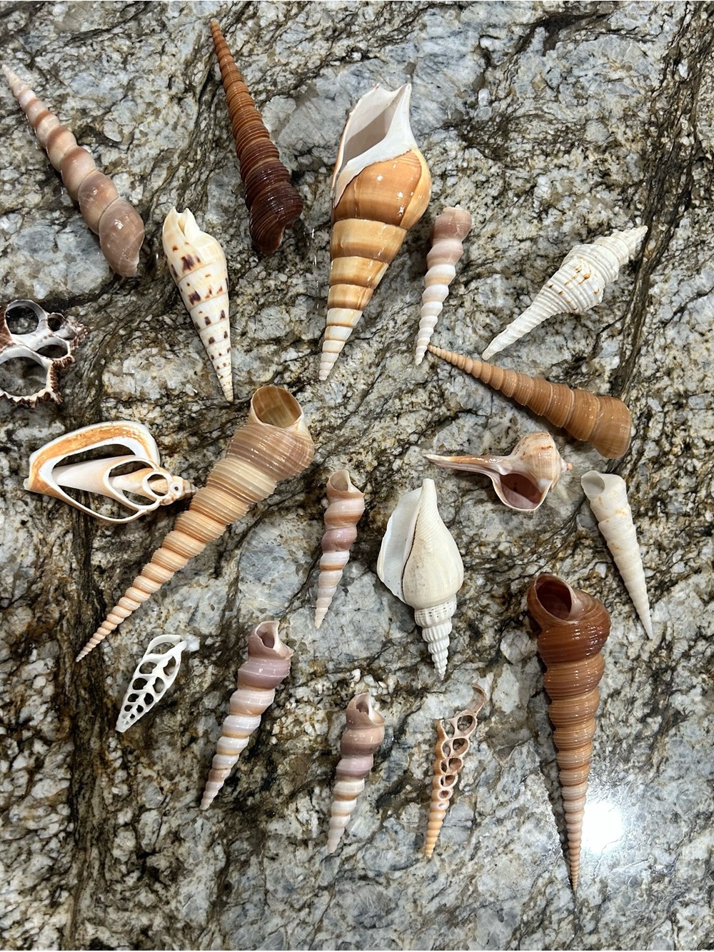 19 unique shells